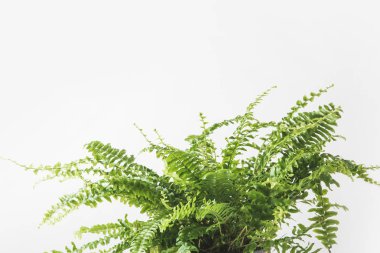 close-up view of beautiful green fern houseplant isolated on white clipart