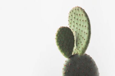 close-up view of beautiful green cactus isolated on white  clipart