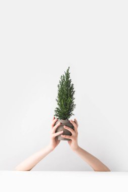 güzel yeşil saksı houseplant beyaz ellerinde tutan kişinin kırpılmış atış 