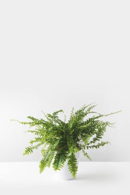 güzel yeşil houseplant beyaz beyaz tencerede