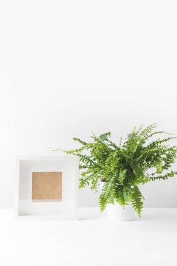 güzel yeşil saksı fern ve beyaz boş fotoğraf çerçevesi 