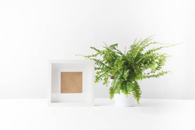 güzel saksı fern ve beyaz boş fotoğraf çerçevesi
