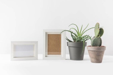 tencere ve boş fotoğraf çerçeveleri beyaz yeşil succulents