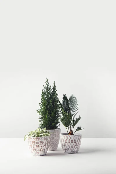 Beautiful Various Green Home Plants Growing Decorative Pots White — Stock Photo, Image