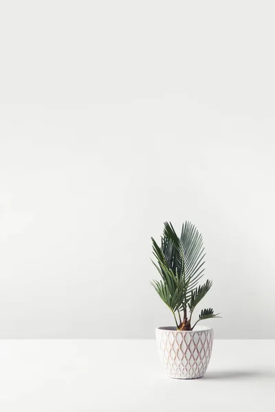 Hermosa Planta Casera Verde Creciendo Maceta Decorativa Blanco — Foto de Stock