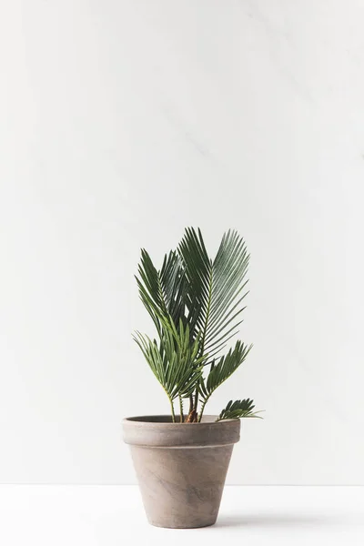 Close View Beautiful Green Home Plant Growing Pot White — Stock Photo, Image