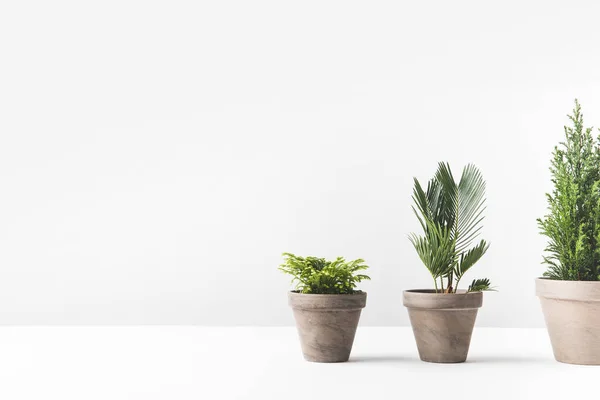 Beautiful Various Green Home Plants Growing Pots White — Stock Photo, Image