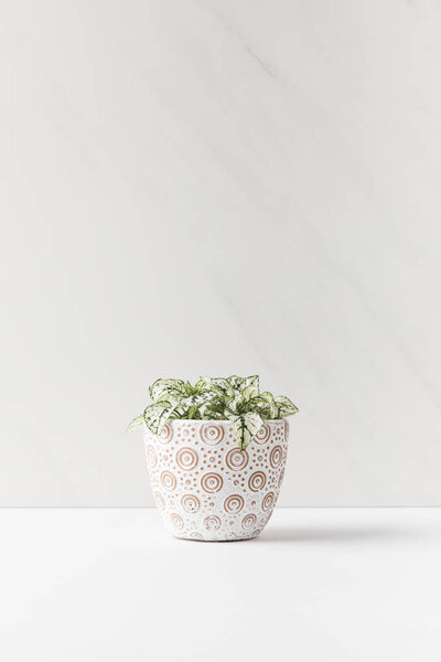 красивый маленький зеленый дом растение в декоративный горшок на белом
