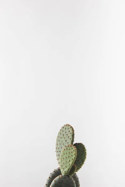 白で隔離いばらの冠を美しい緑のサボテン — ストック写真