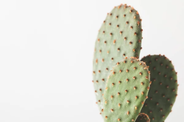 Cactus — Stock Photo, Image