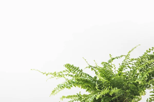 Nahaufnahme Von Schönen Grünen Farn Zimmerpflanze Isoliert Auf Weiß — Stockfoto