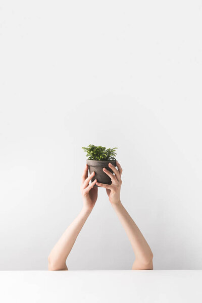 cropped shot of person holding tiny potted houseplant in hands on white  
