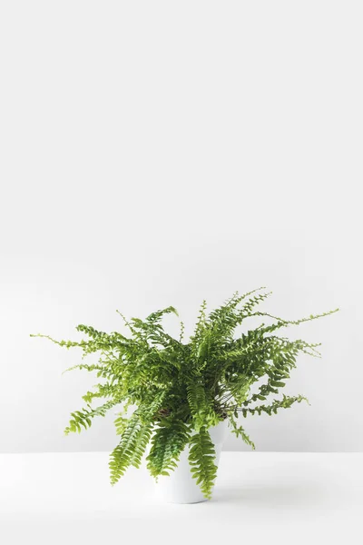 화이트에 화이트 냄비에 Houseplant — 스톡 사진