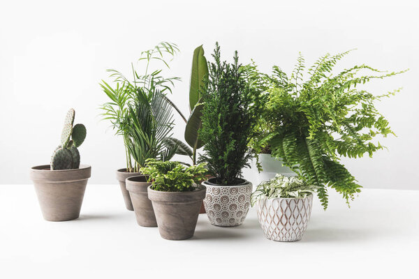close-up view of various beautiful green houseplants in pots on white 
