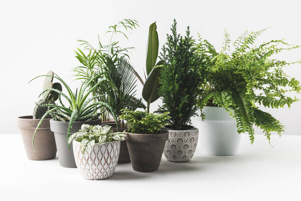 various beautiful green plants in pots on white 