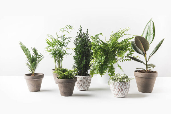 close-up view of various beautiful green plants in pots on white 