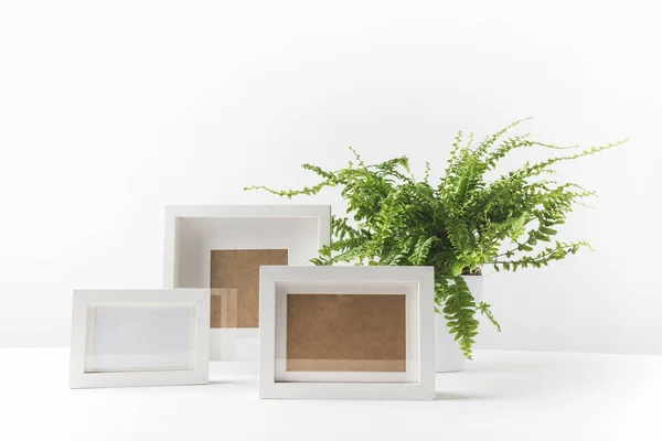 Beautiful Green Potted Fern Empty Photo Frames White — Stock Photo, Image