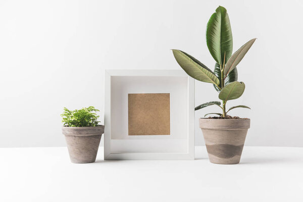 красивые зеленые растения в горшке и пустая рамка фото на белом
