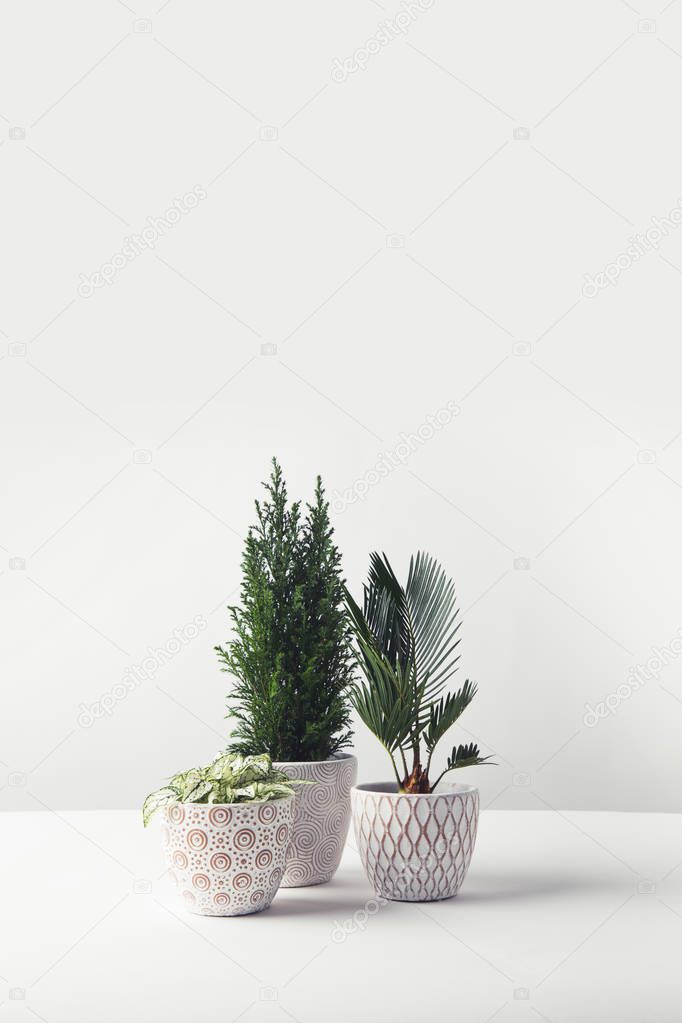 beautiful various green home plants growing in decorative pots on white 