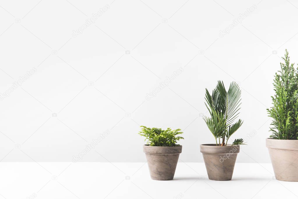 beautiful various green home plants growing in pots on white 