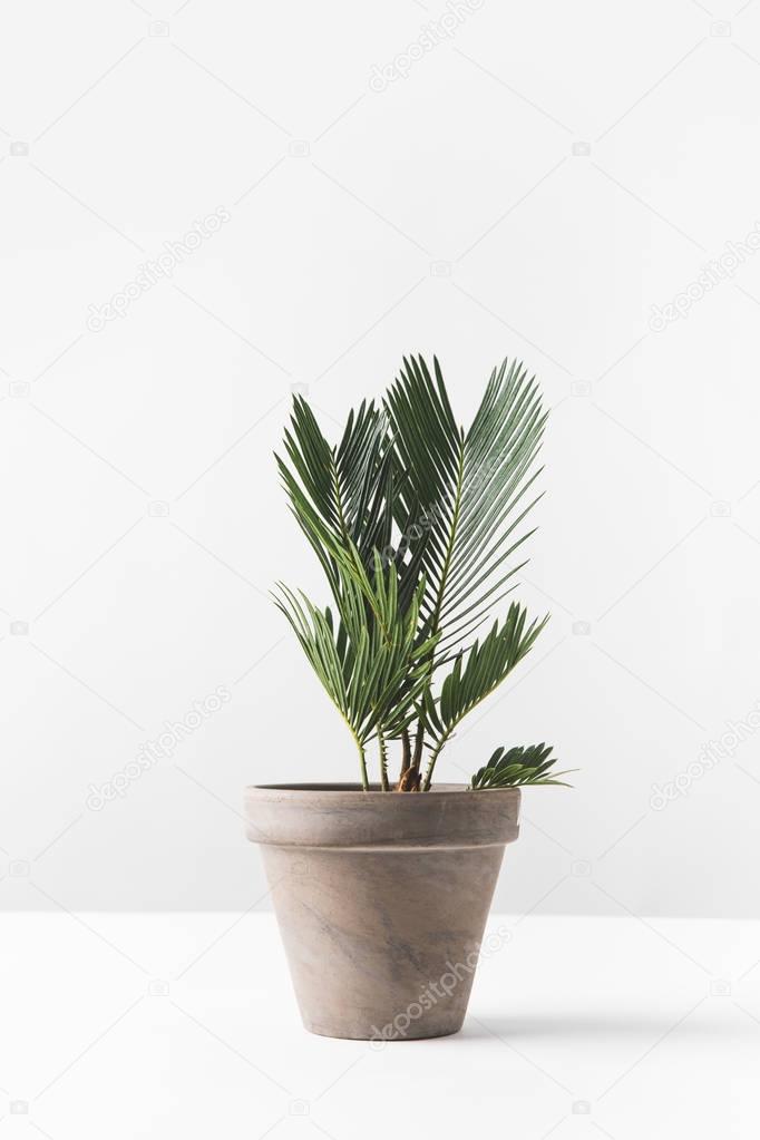 close-up view of beautiful green home plant growing in pot on white