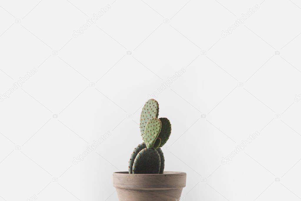 close-up view of beautiful green cactus in pot isolated on white 