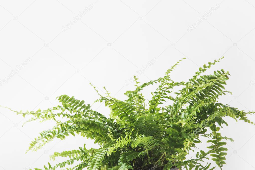 close-up view of beautiful green fern houseplant isolated on white