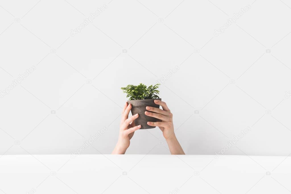 close-up partial view of person holding tiny potted houseplant in hands on white  