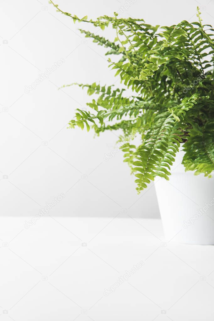 close-up view of beautiful green potted fern on white 