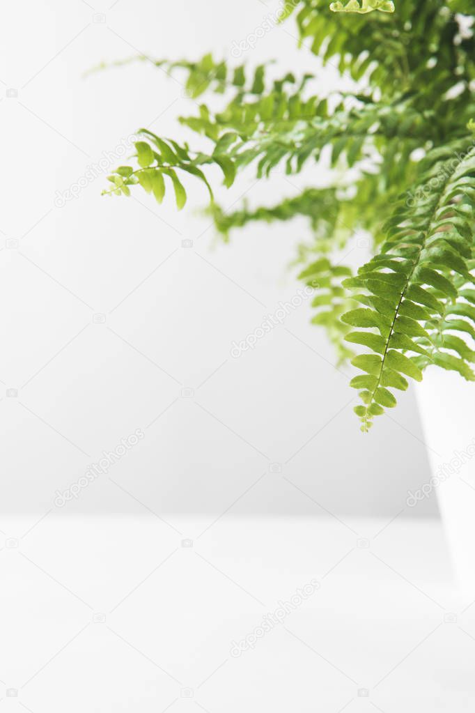 close-up view of green leaves of beautiful potted fern on white 