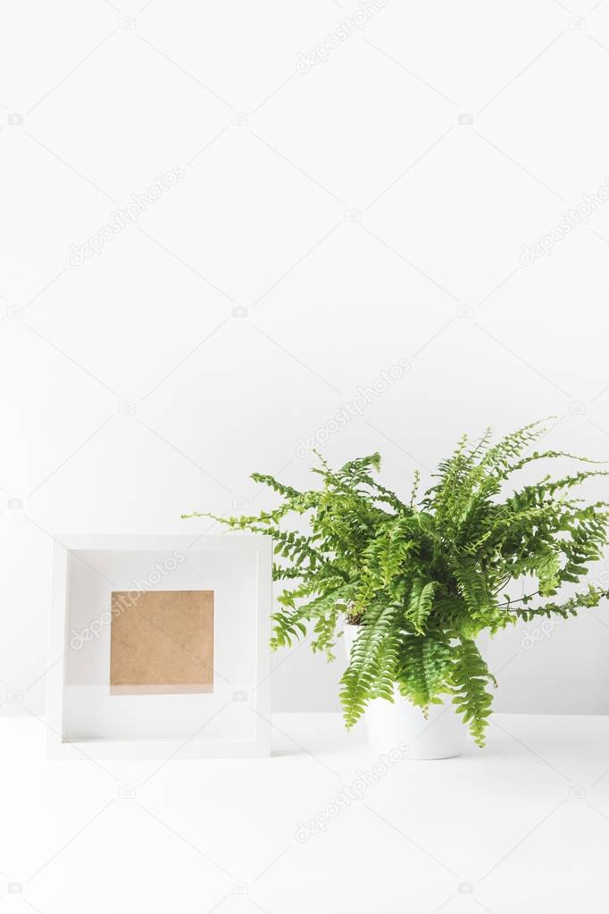 beautiful green potted fern and empty photo frame on white 