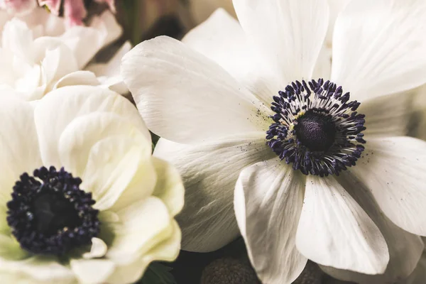 Flowers — Stock Photo, Image