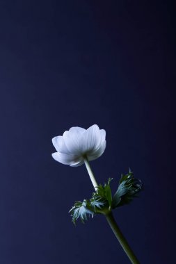 anemon çiçeği izole mavi yeşil yaprakları ile