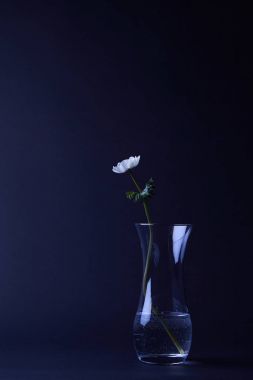 Beyaz anemon çiçeği çiçek vazo siyah izole içinde yeşil yaprakları ile