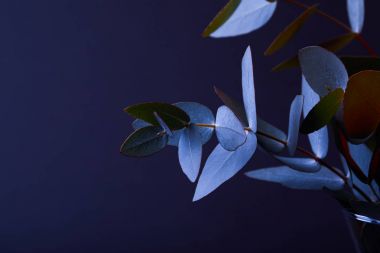eucalyptus leaves on twigs in vase on dark clipart