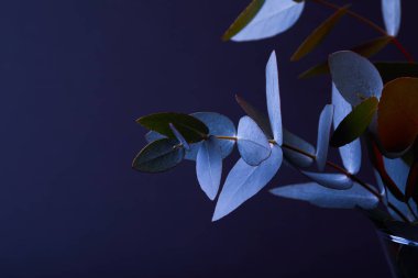 eucalyptus leaves on twigs in vase on dark clipart