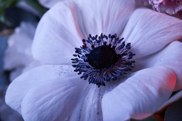 close up of white anemone flower with stamens