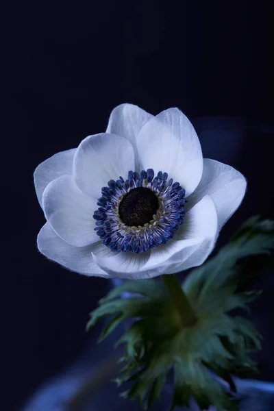 Uma Flor Anêmona Branca Com Folhas Verdes Isoladas Preto — Fotografia de Stock