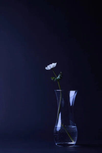 White Anemone Flower Green Leaves Vase Isolated Black — Stock Photo, Image
