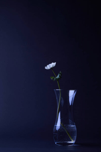 white anemone flower with green leaves in vase isolated on black