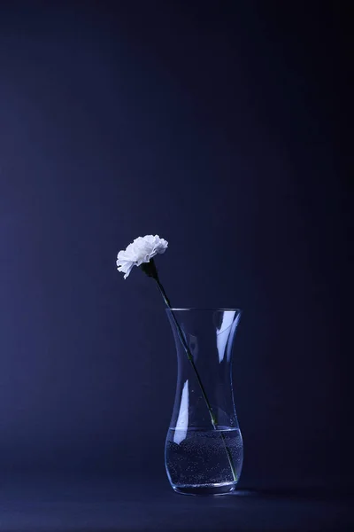 Uma Flor Cravo Branco Vaso Refletor Com Água Escuro — Fotografia de Stock