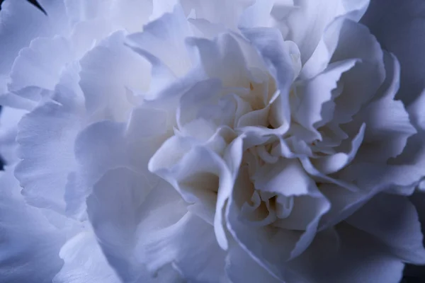 Beyaz Karanfil Çiçek Tomurcuk Yaprakları Ile Yakın Çekim — Stok fotoğraf