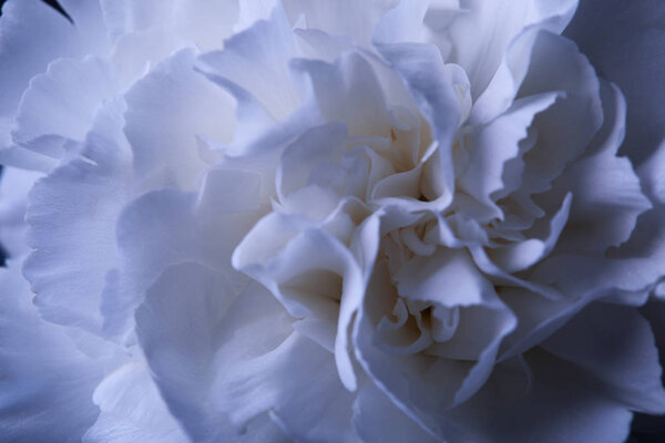 замыкание цветка белой гвоздики с лепестками
