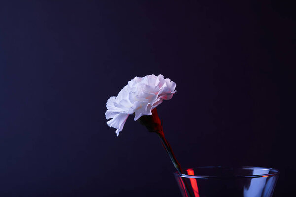 one white carnation flower in vase isolated on black