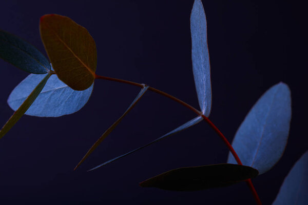beautiful eucalyptus leaves on twig on dark