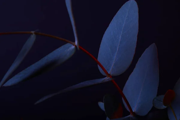 Eucalyptus Leaves Red Twig Dark — Stock Photo, Image