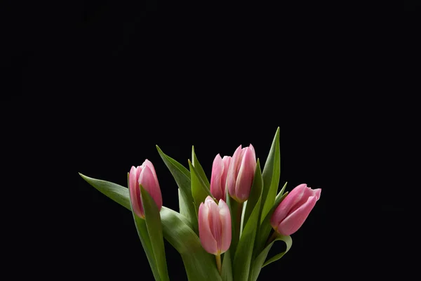 Bukett Rosa Tulpaner Isolerade Svart — Stockfoto