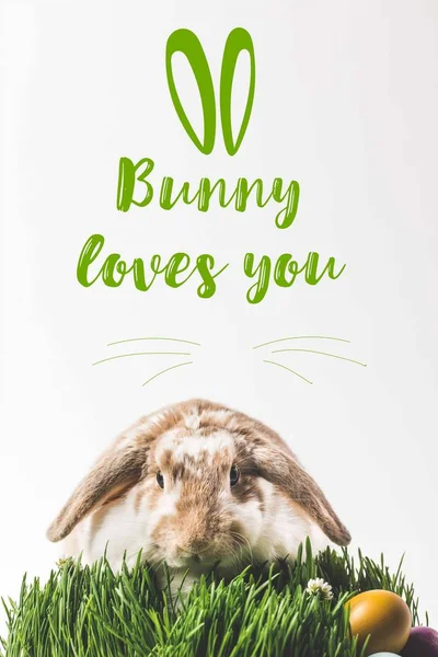 Rabbit Looking Camera Sitting Grass Eggs Bunny Loves You Lettering — Stock Photo, Image