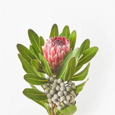 close-up view of beautiful exotic protea flower with green leaves isolated on grey clipart