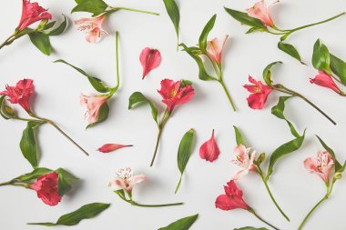 arka plan güzel pembe alstroemeria çiçekler ve gri yeşil yapraklarda Üstten Görünüm 